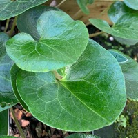 Asarum caudatum 